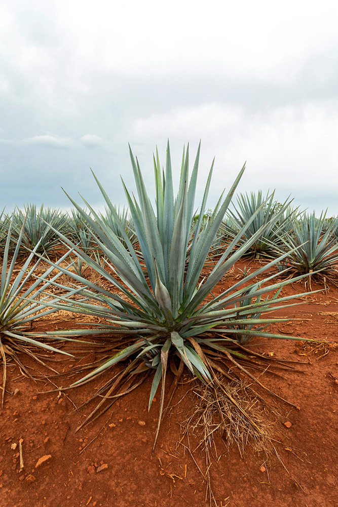 Agave 1