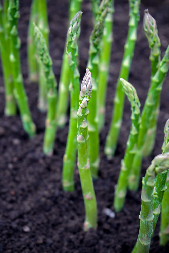 Asparagus 1