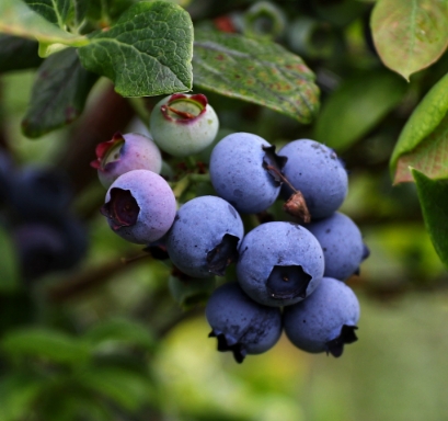 2023 Blueberry Harvest Update