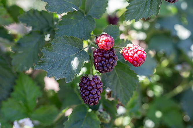 Boysenberry 1