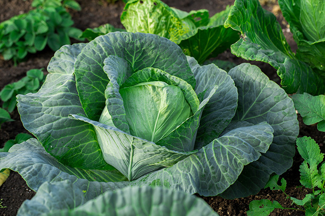 Cabbage 1