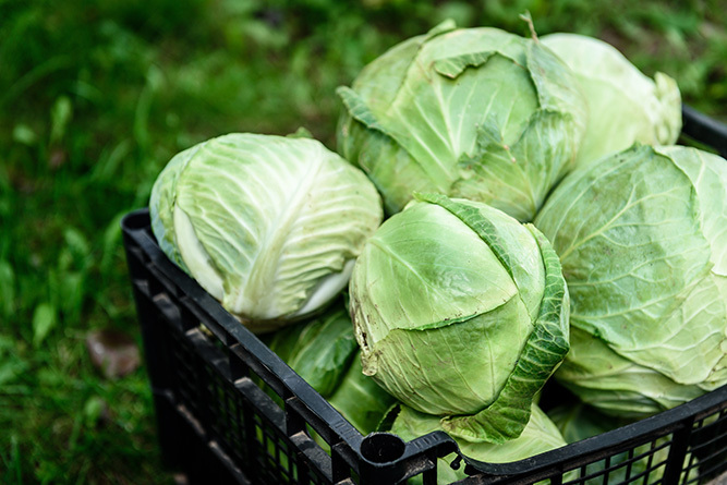 Cabbage 2