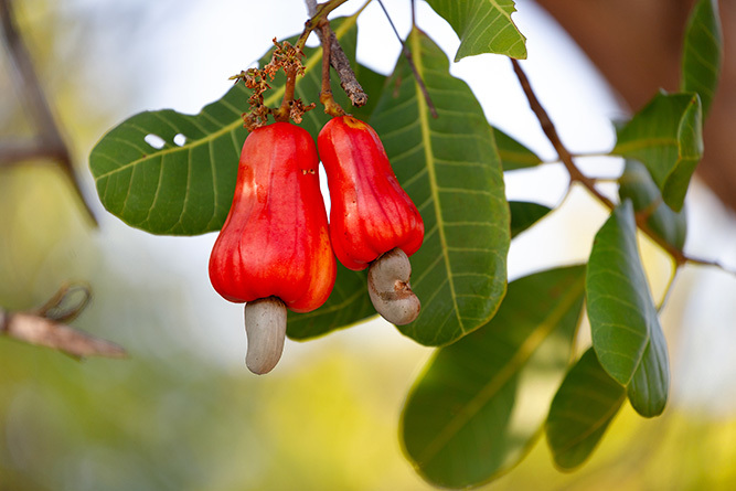 Cashew Apple 1