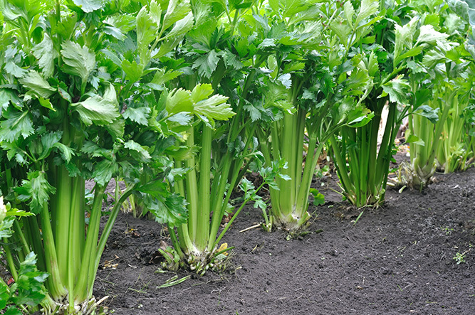 Celery 1