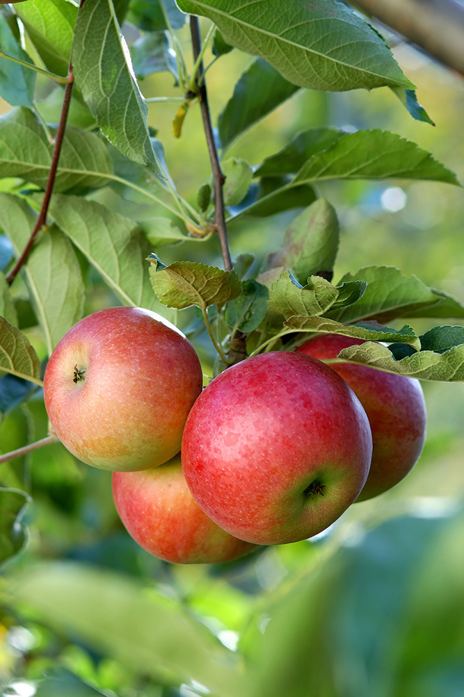 Cider Apples 1