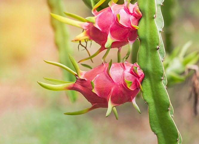 Dragon Fruit 1