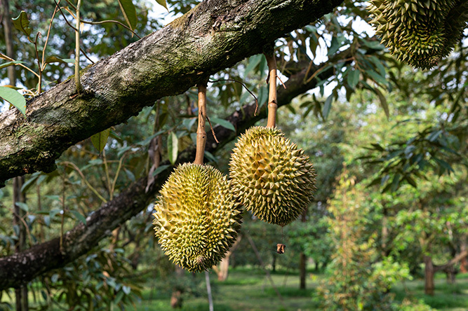 Durian 1