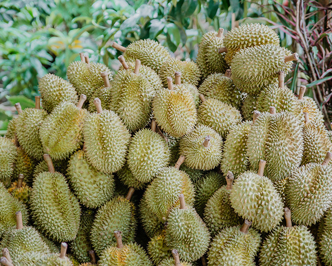 Durian 2