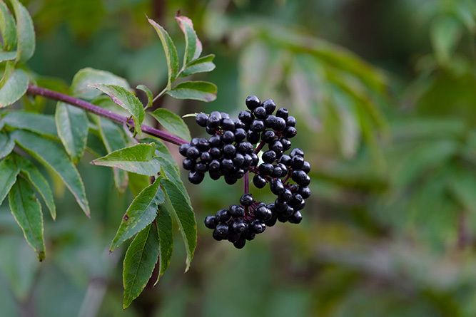 Elderberry 1