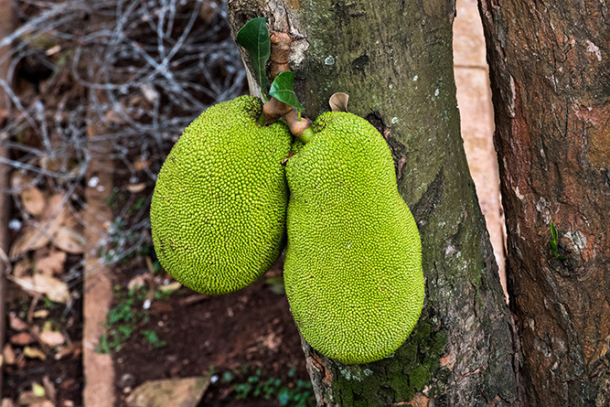 Jack Fruit 1