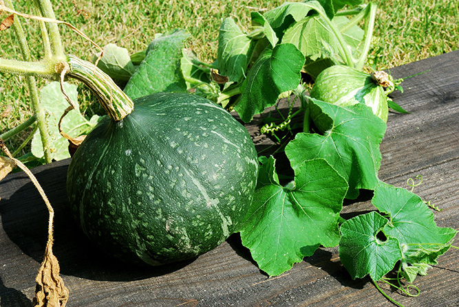 Kabocha 1