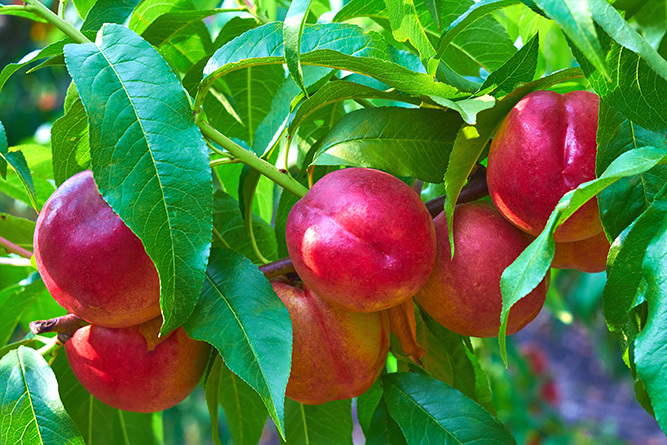 Nectarines 1