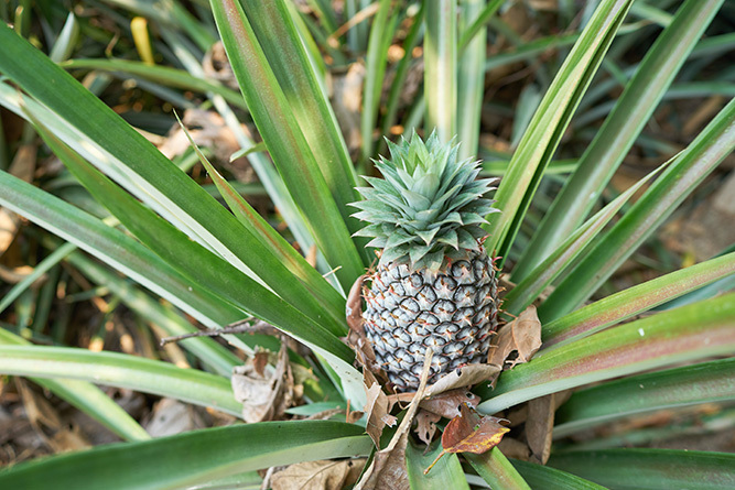 Pineapple 1