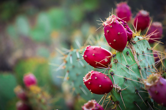 Prickly Pear 1