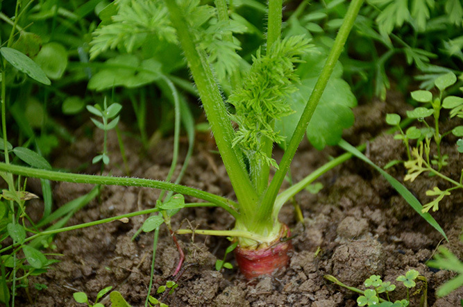 Purple Carrot 1