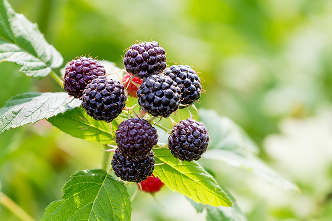 Black Raspberry 1