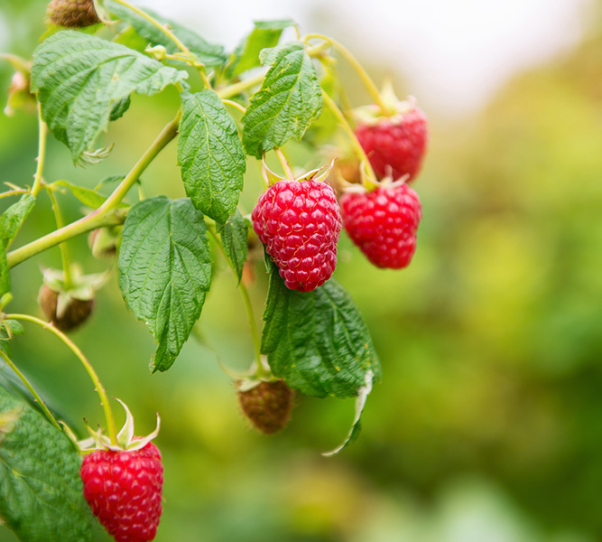 2023 Raspberry Harvest Update