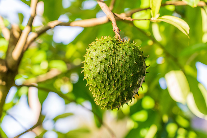 Soursop 1