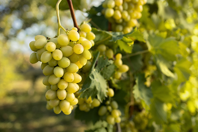 White Grapes 1